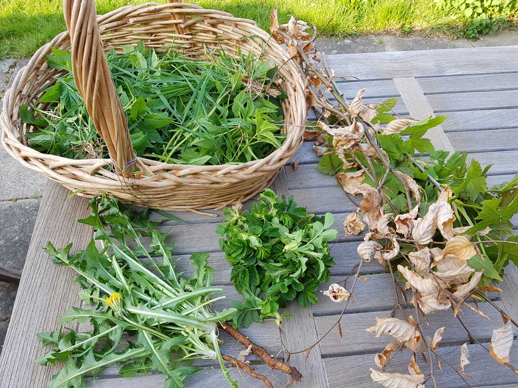 Der er masser af kaninfoder i haven om foråret. Få inspiration til at forkæle dine kaniner i bogen "Urban Farming Kaniner". Foto: Tine Kortenbach